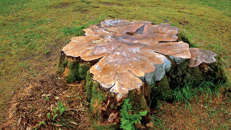 Newcastle Stump Grinding