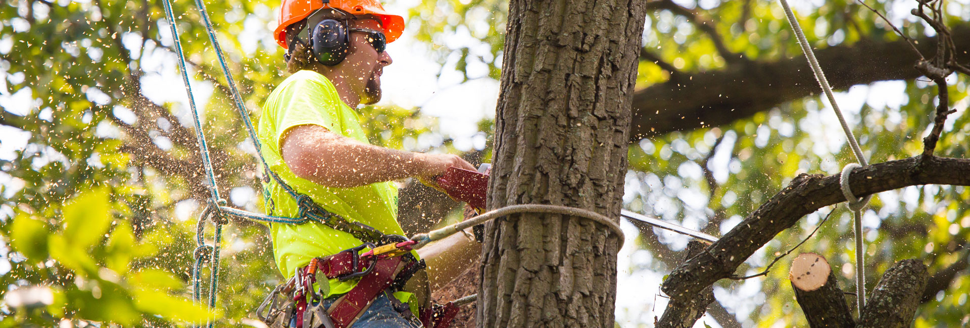 Tree Service Newcastle